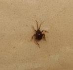 Spider beetle