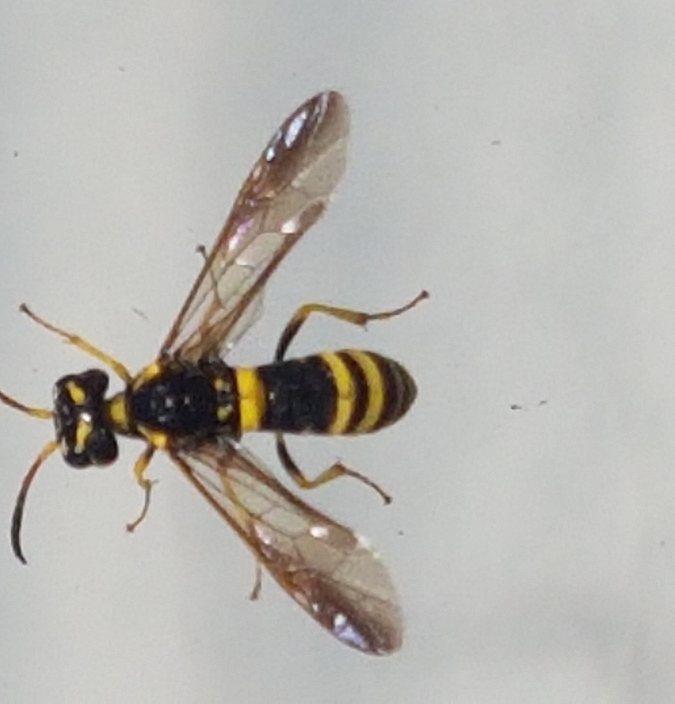 Sawfly