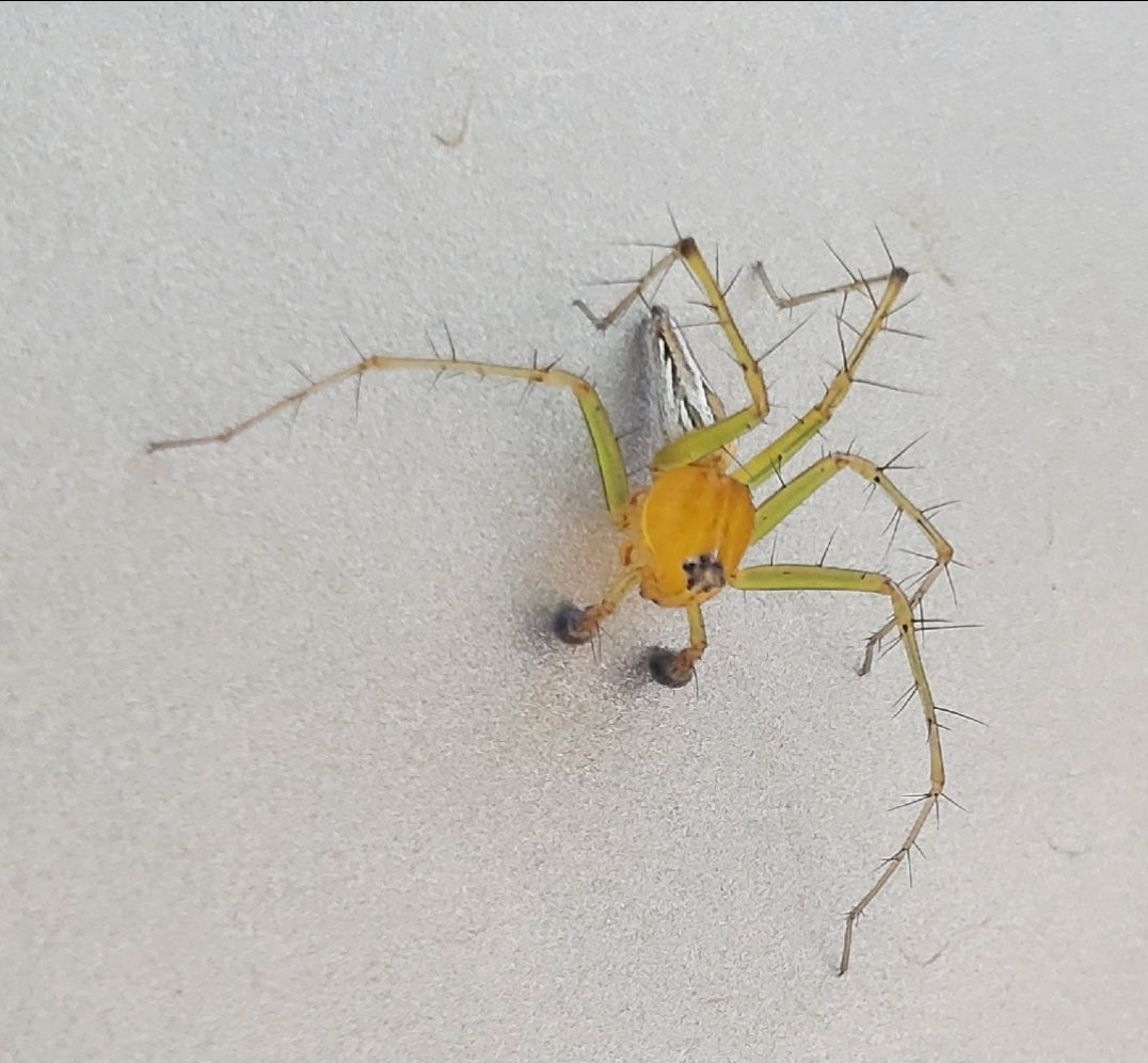 Male lynx spider