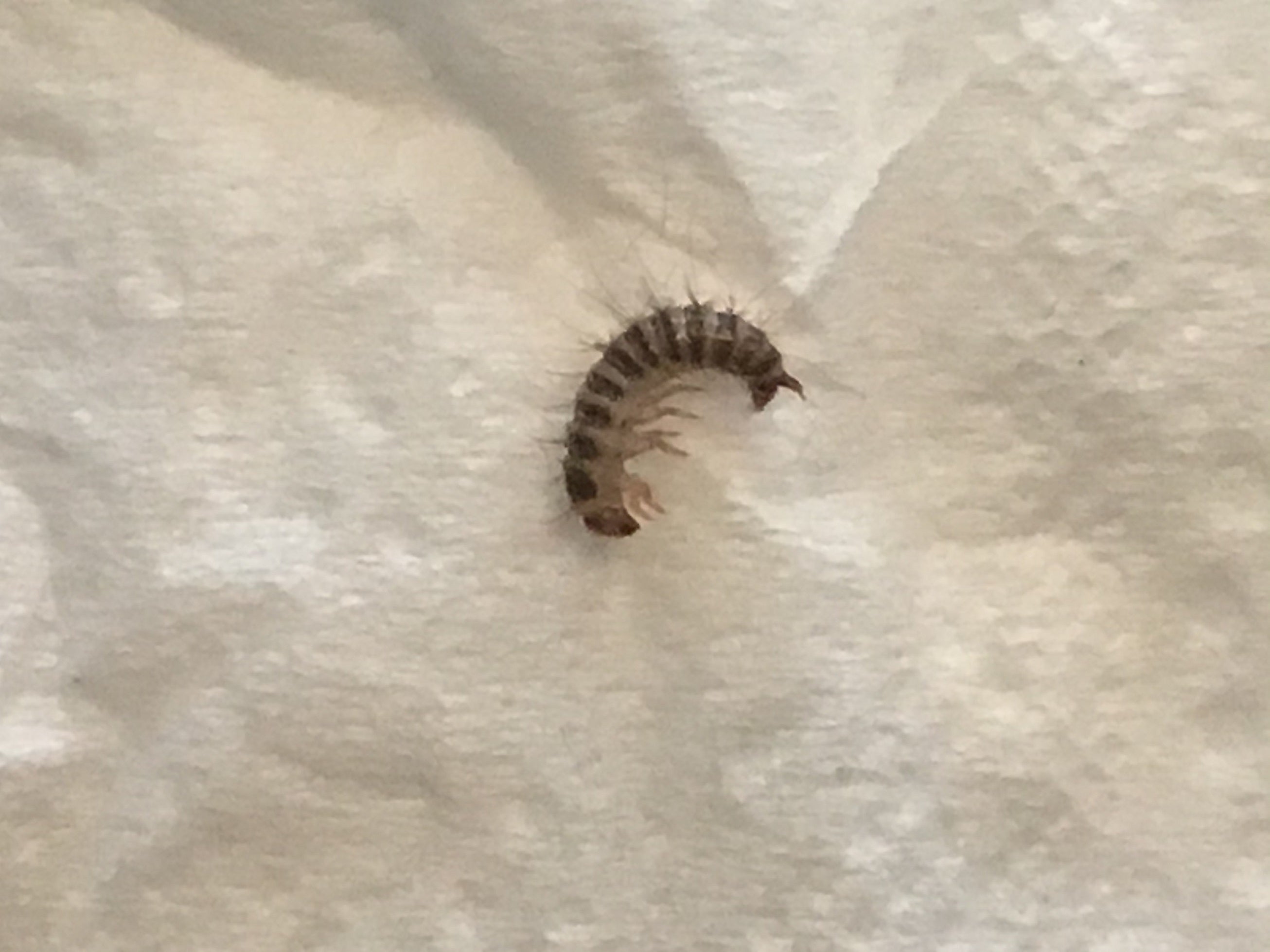 Larva of a larder beetle