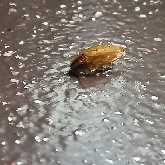 German cockroach