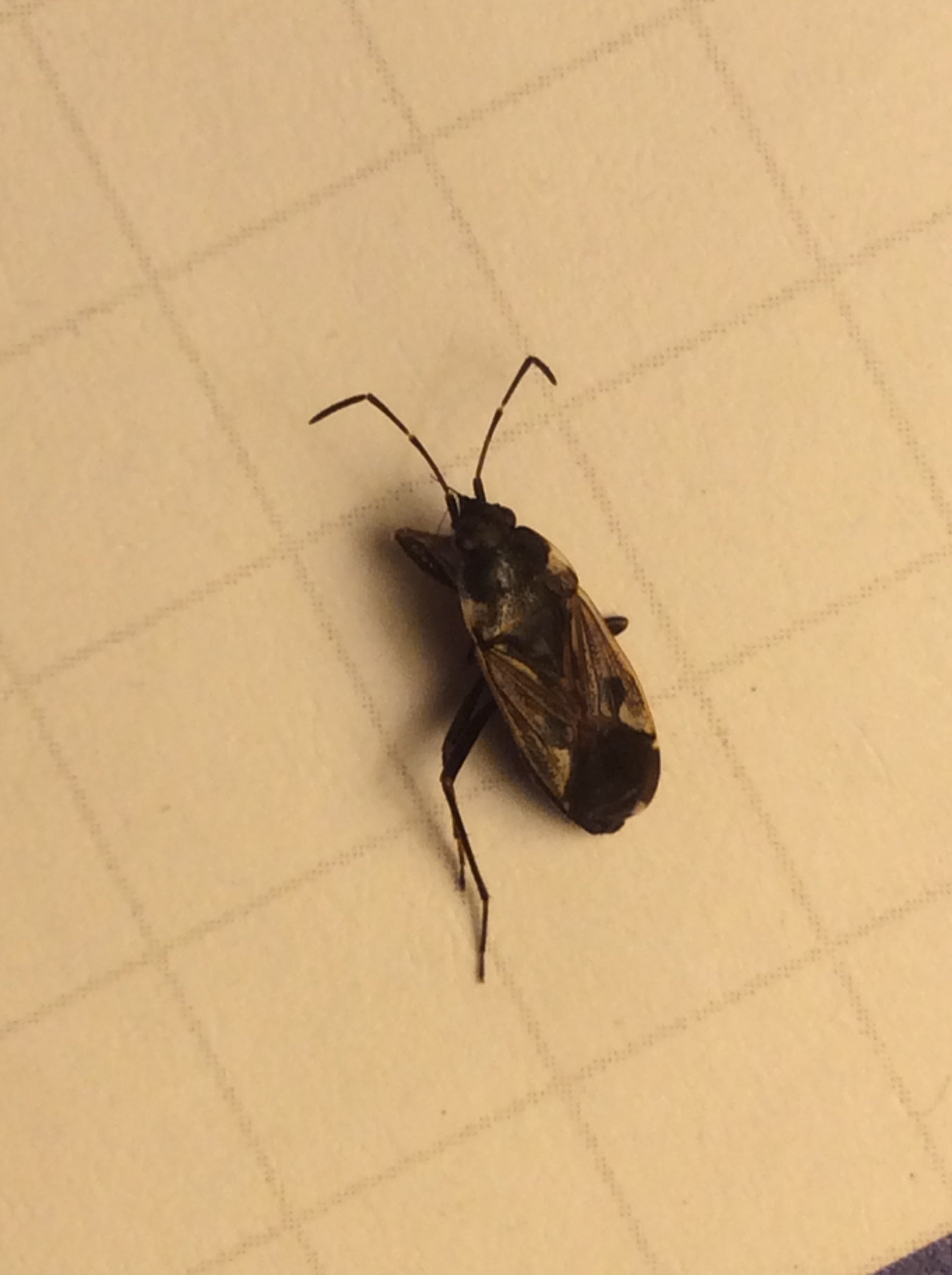 Dirt-colored seed bug