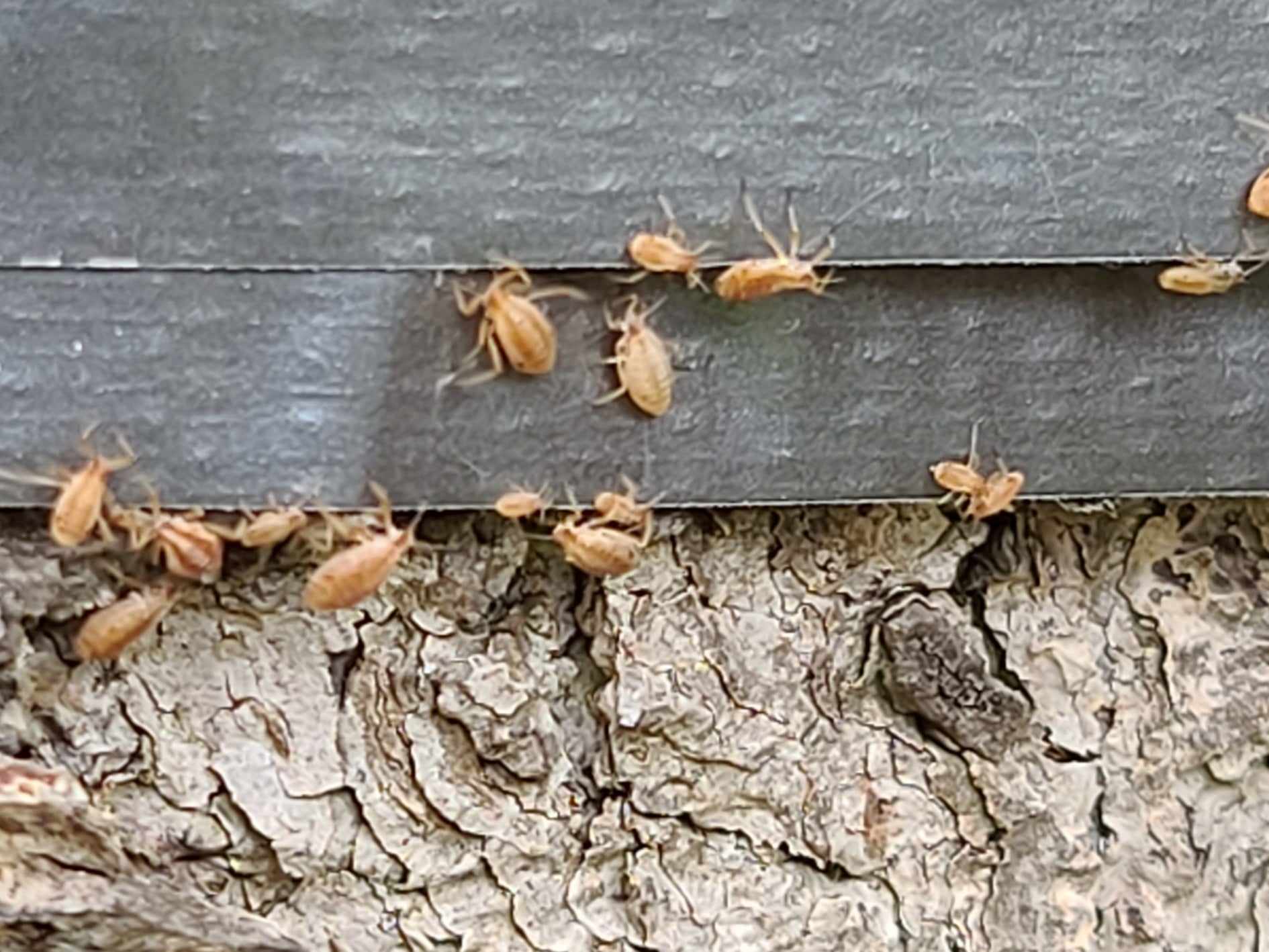 Giant conifer aphids