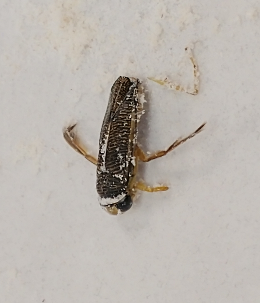 Water boatman