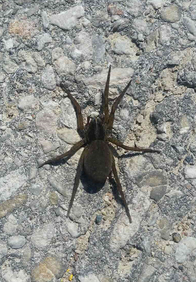 Wolf spider