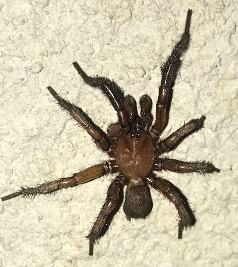 Male folding door trapdoor spider