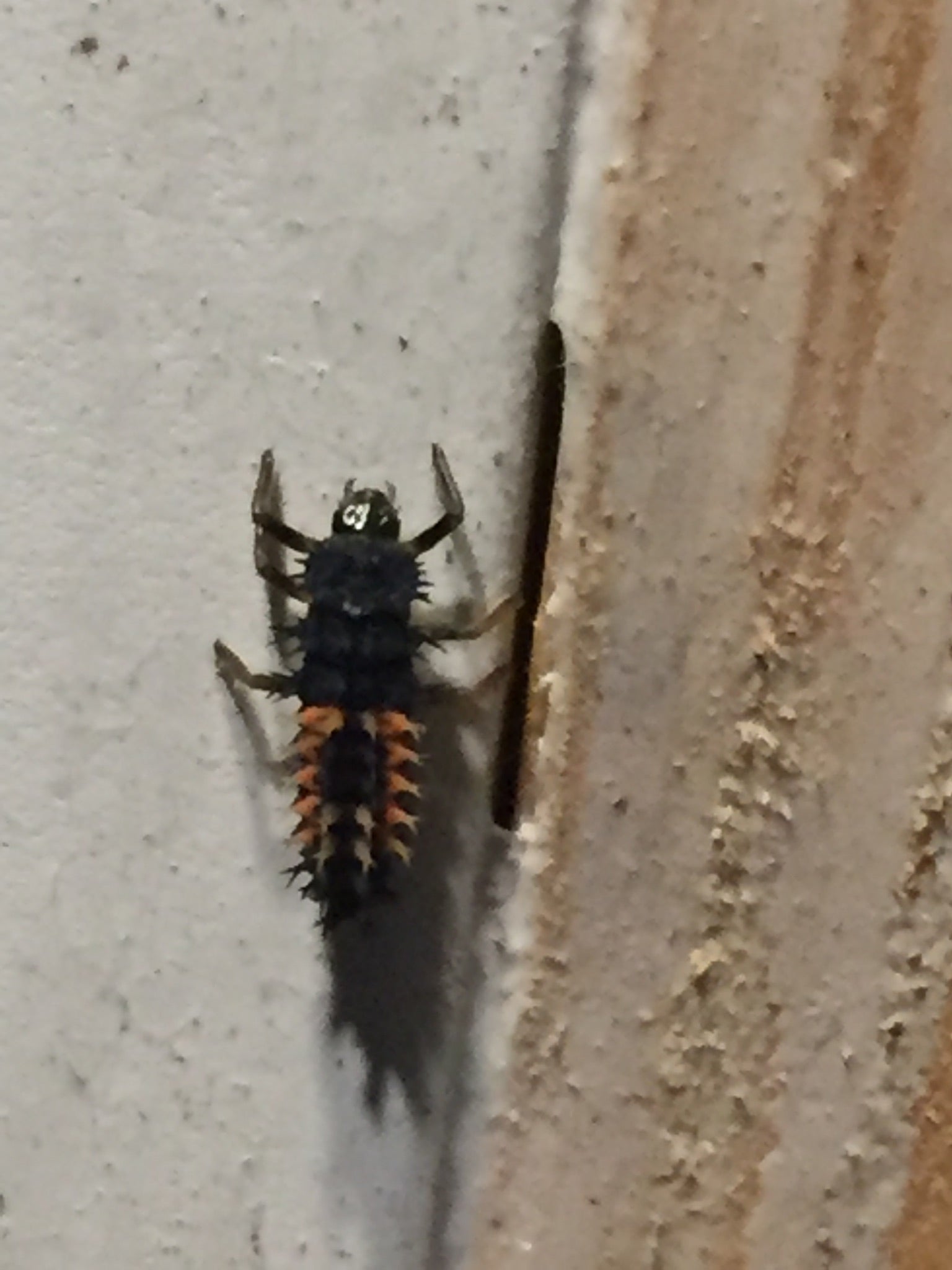 Asian multi-coloured lady beetle