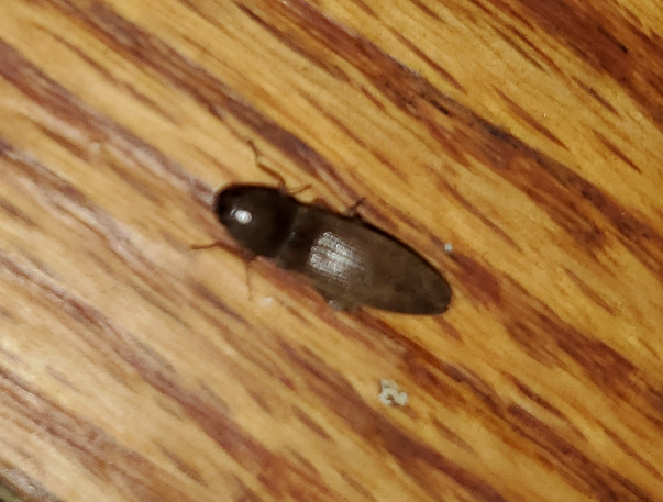 Click beetle