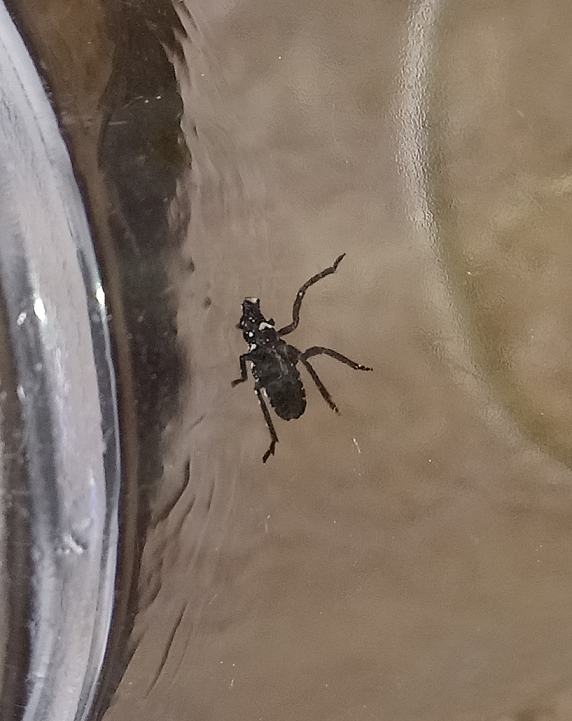 Young nymph of a spotted lanternfly