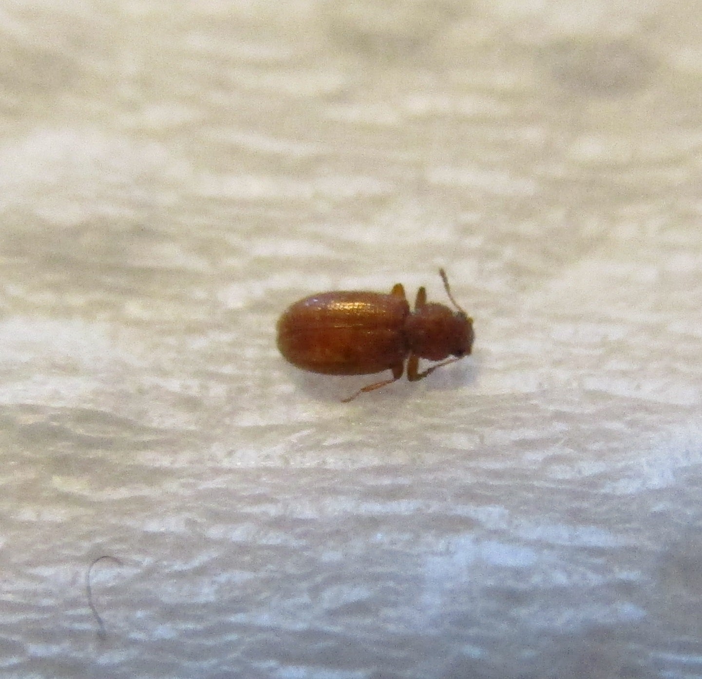 Brown Scavenger Beetle