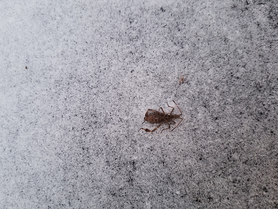 Western conifer seed bug