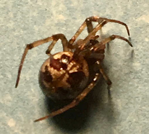 Cobweb/comb-footed spider