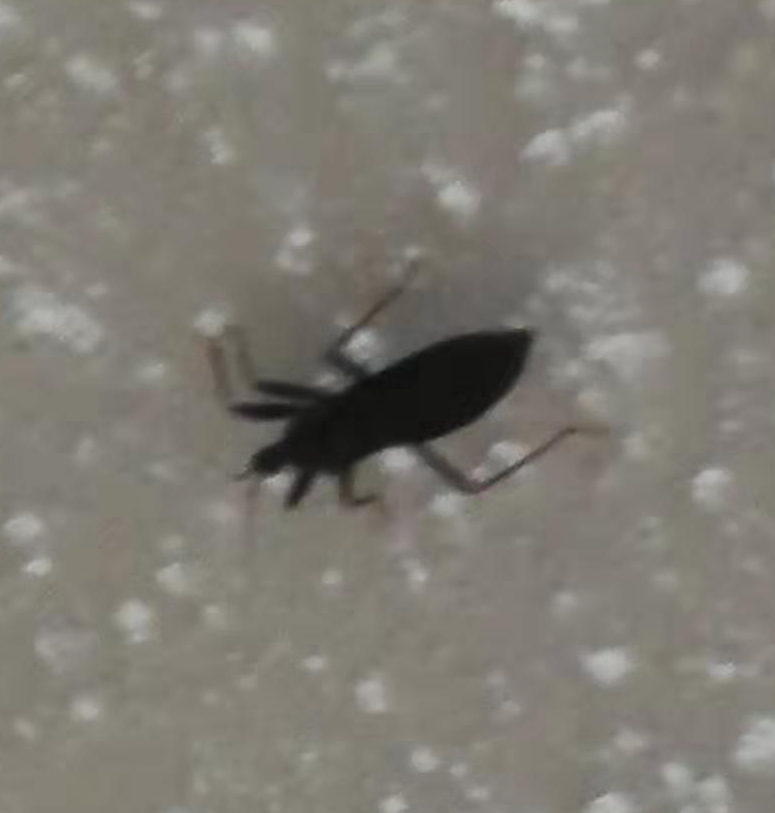 Assassin bug