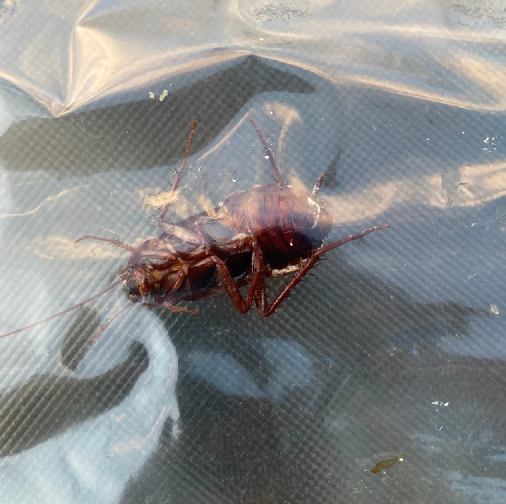 Cockroach (Blattodea)