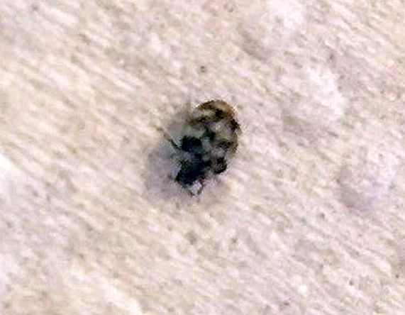 Adult Carpet Beetle