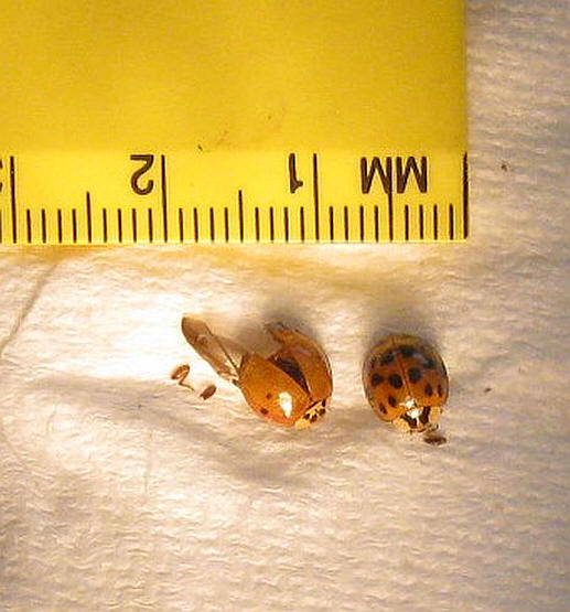 Ladybug infestation