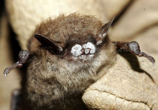Devastating News about bats