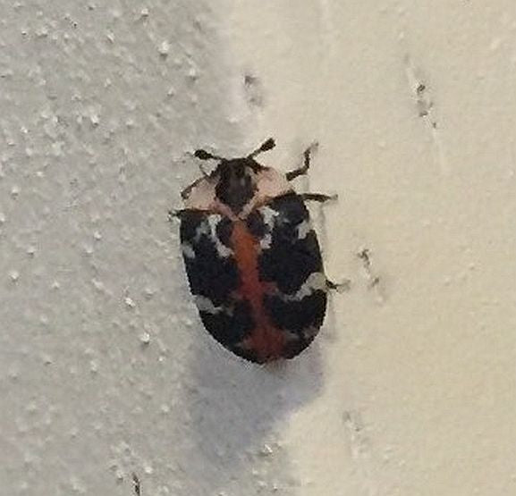 Buffalo Carpet Beetle
