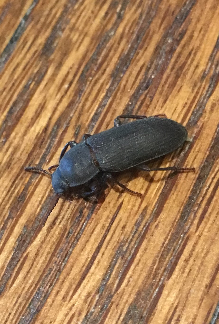 Click Beetle