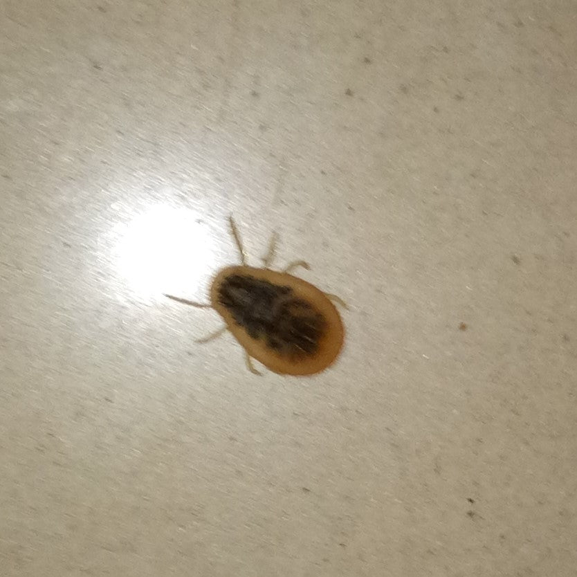 Bug OR Bettle