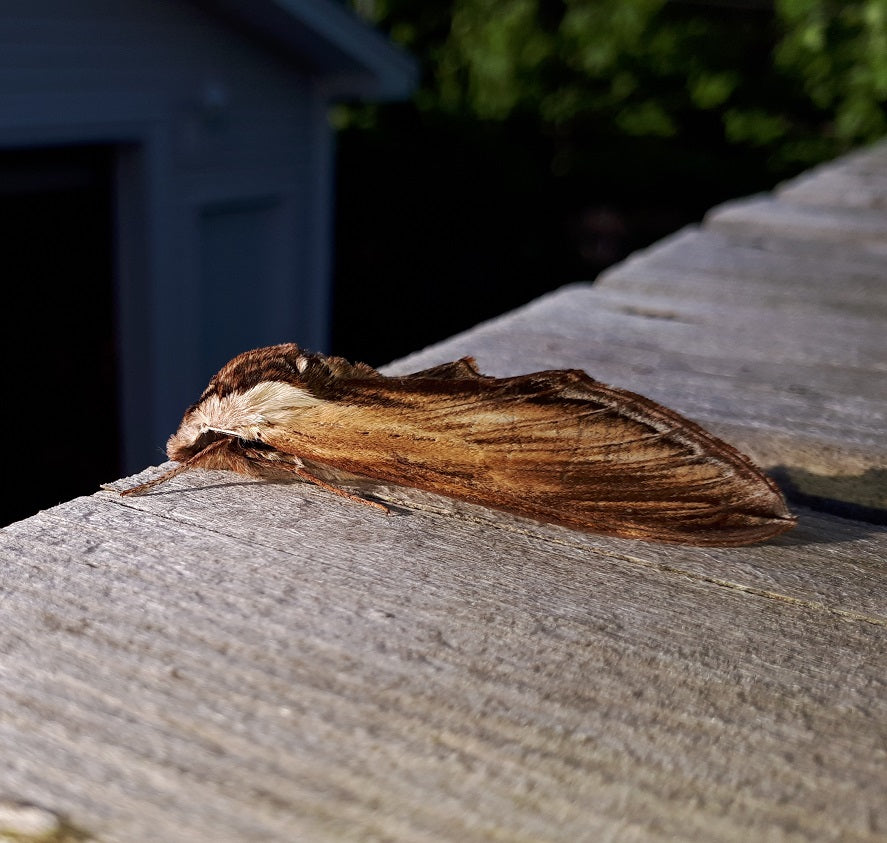 Laurel Sphinx Moth