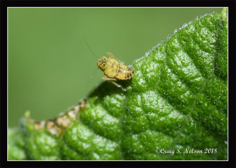 Nymph of a leafhopper