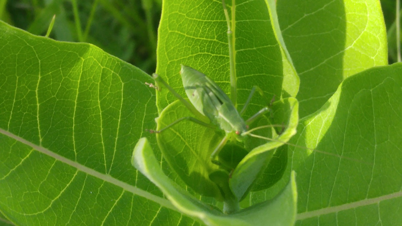 Nymph of a long-horned grasshopper