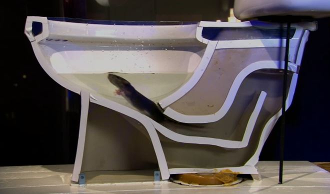 Yes. Rats can swim up your toilet!