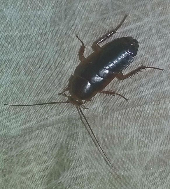 Roach?