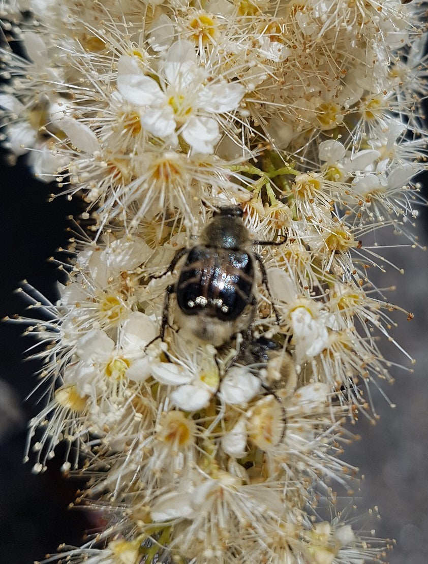 Trichiotinus assimilis