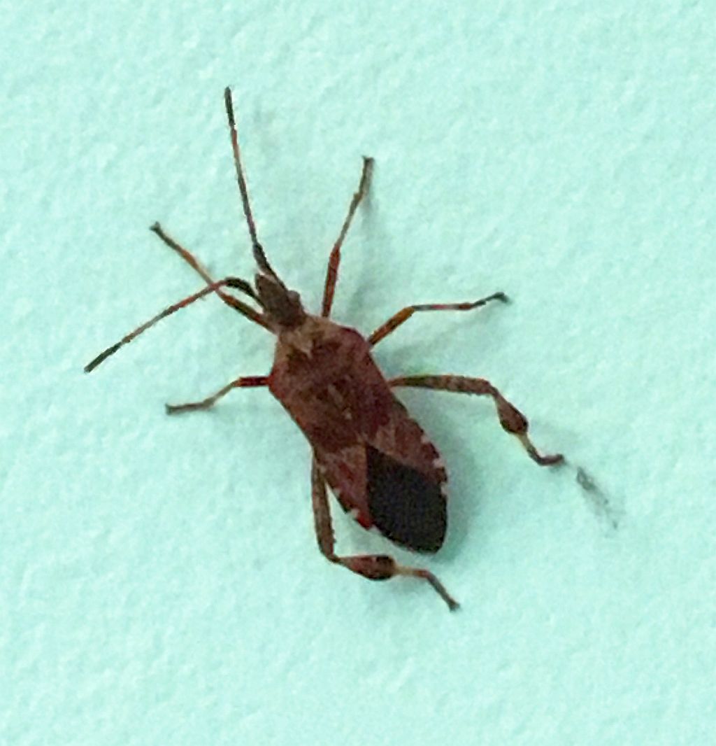 western-conifer-seed-bug