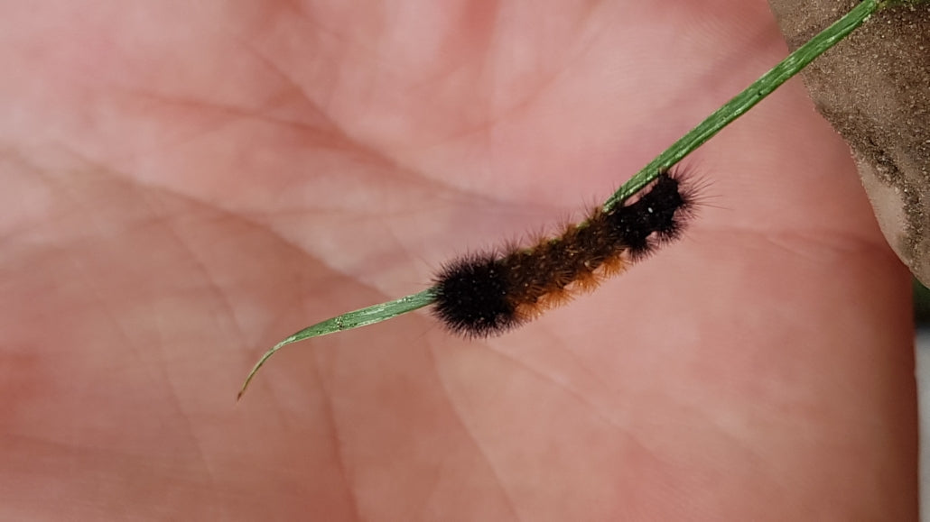 Woolly bear caterpillar