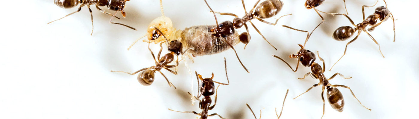To kill invasive ants, feed them what they want