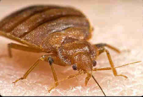 “Dragnet” to kill bed bugs.