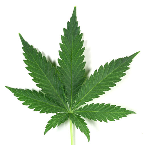 Banned Pesticide found in Cannabis