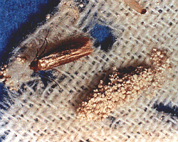How to get rid of clothes moths