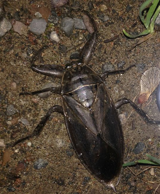 Giant Water Bug