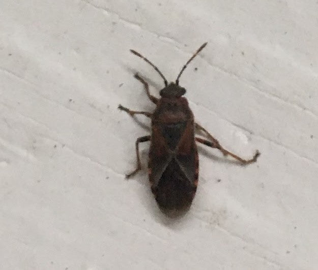 Elm seed bug