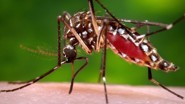 Genetically modified mosquitoes approved to battle Zika in Florida Keys