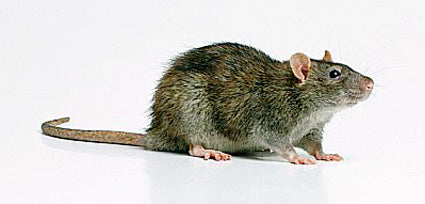 Rats:  Size does matter.