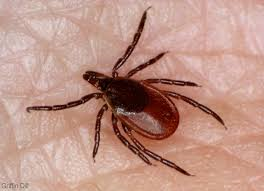 Get rid of ticks