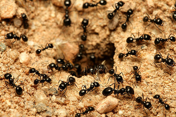 Ant Control