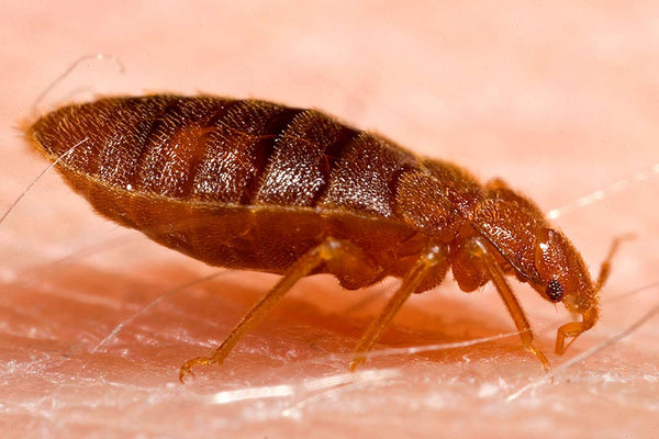 Bed Bugs Control