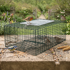 Sparrow Trap