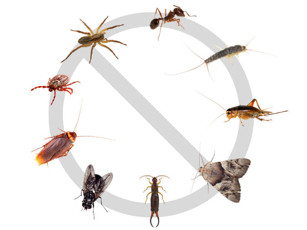 ECOPEST - Bed Bug, Cockroach, Ants TOTAL INSECT KILLER - 1L – Spiders, Plant Bugs and much more