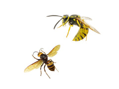 Wilson® WASP OUT™ Jet Foam Wasp & Hornet Killer