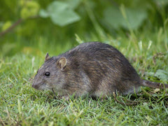 Wilson® MOUSE OUT™ Mouse Traps (Smart trap)