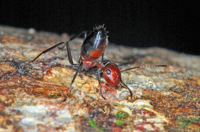 ant-e1524267278401.jpg