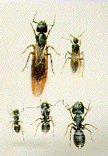 ant stages