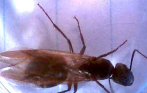 Carpenter Ant Identification And Control Pest Control Canada,Puto Flan Recipe